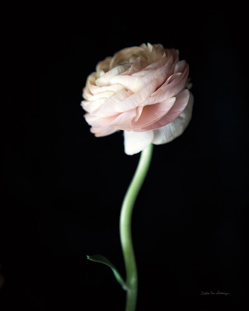Single Ranunculus IV art print by Debra Van Swearingen for $57.95 CAD
