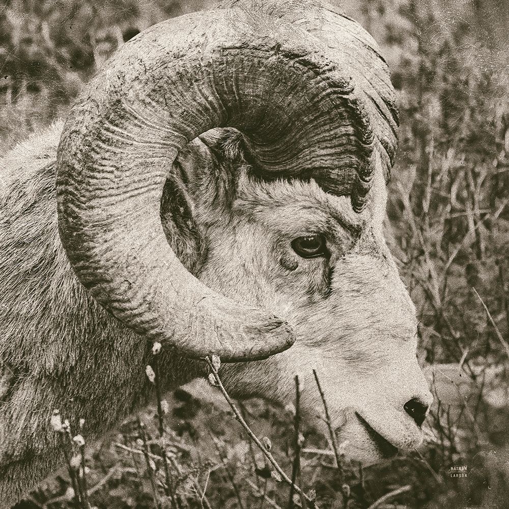 Big Horn art print by Nathan Larson for $57.95 CAD