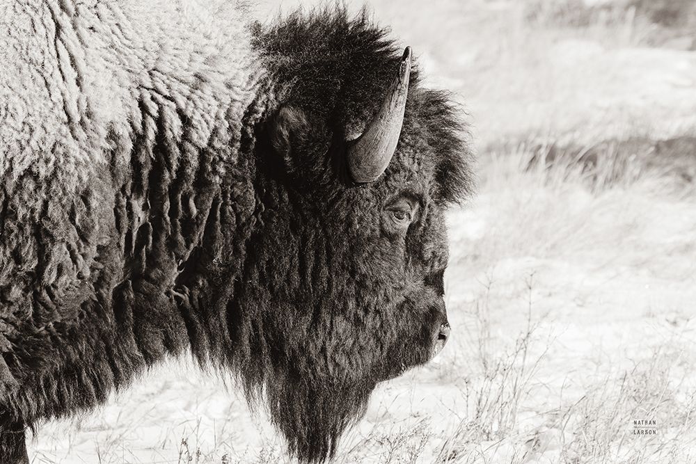 Bison Profile BW art print by Nathan Larson for $57.95 CAD