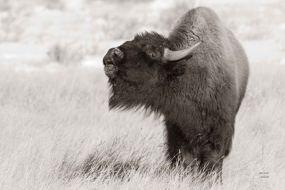 Bison Call BW art print by Nathan Larson for $57.95 CAD