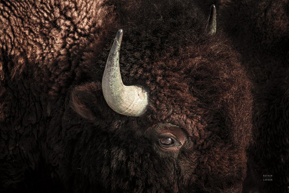 Bison art print by Nathan Larson for $57.95 CAD