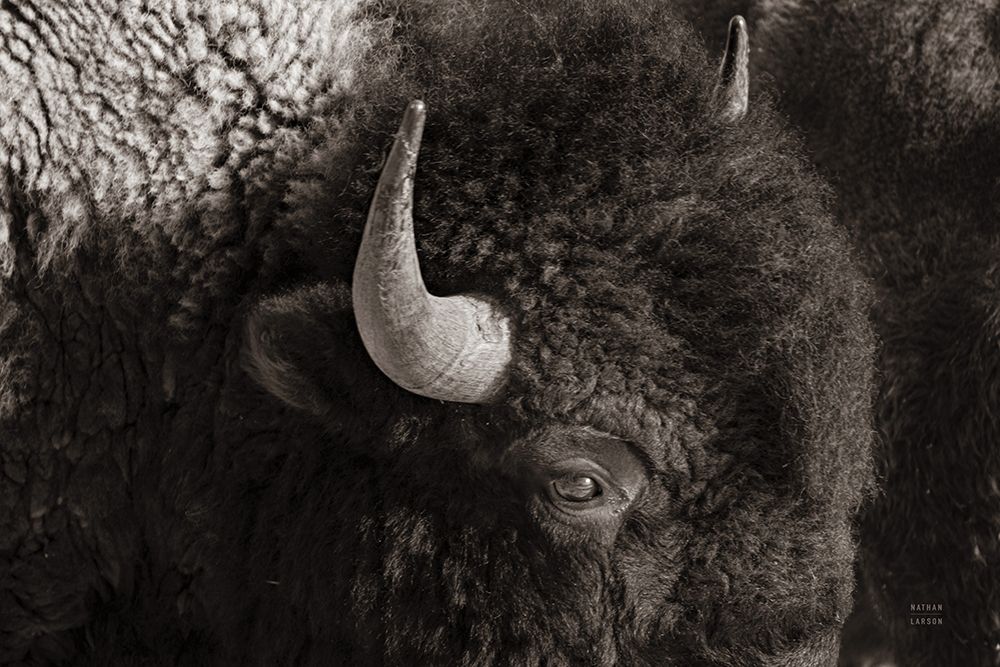 Bison BW art print by Nathan Larson for $57.95 CAD