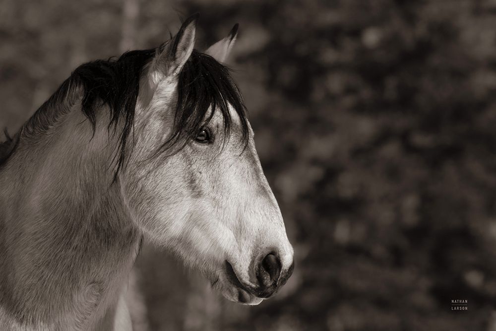 Snowy Range BW art print by Nathan Larson for $57.95 CAD