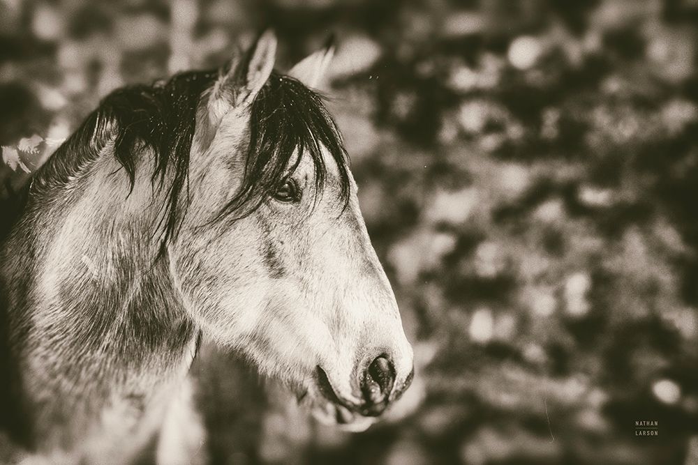 Snowy Range Sepia art print by Nathan Larson for $57.95 CAD