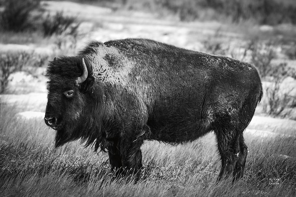 Solitary BW art print by Nathan Larson for $57.95 CAD