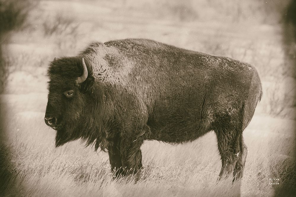 Solitary Sepia art print by Nathan Larson for $57.95 CAD