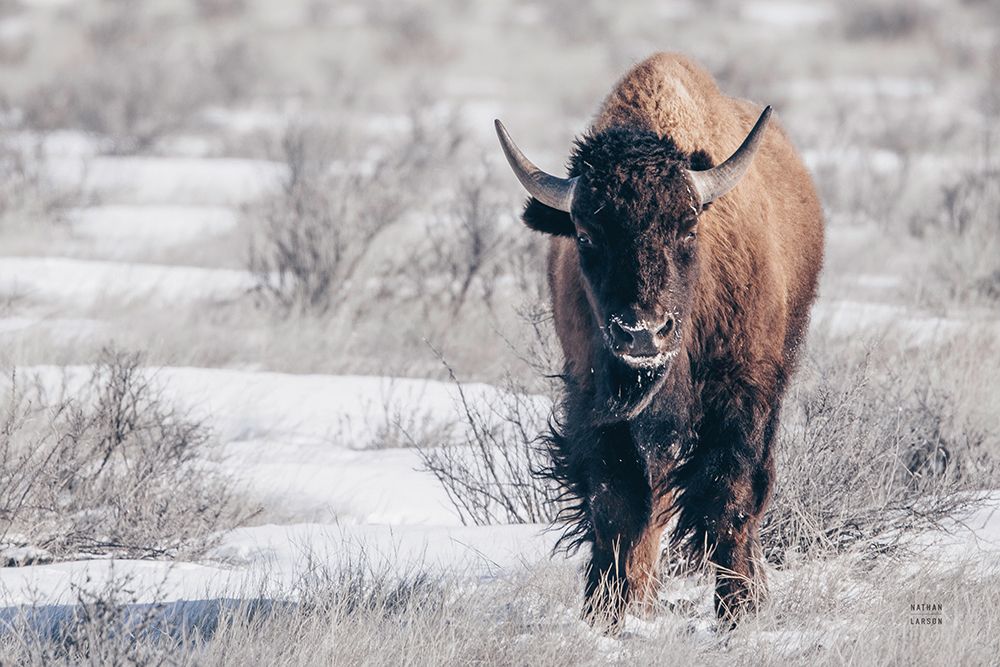 Bison Beauty art print by Nathan Larson for $57.95 CAD