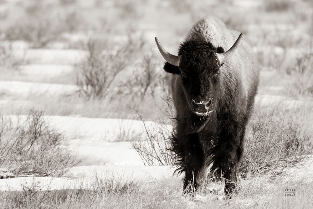 Bison Beauty BW art print by Nathan Larson for $57.95 CAD