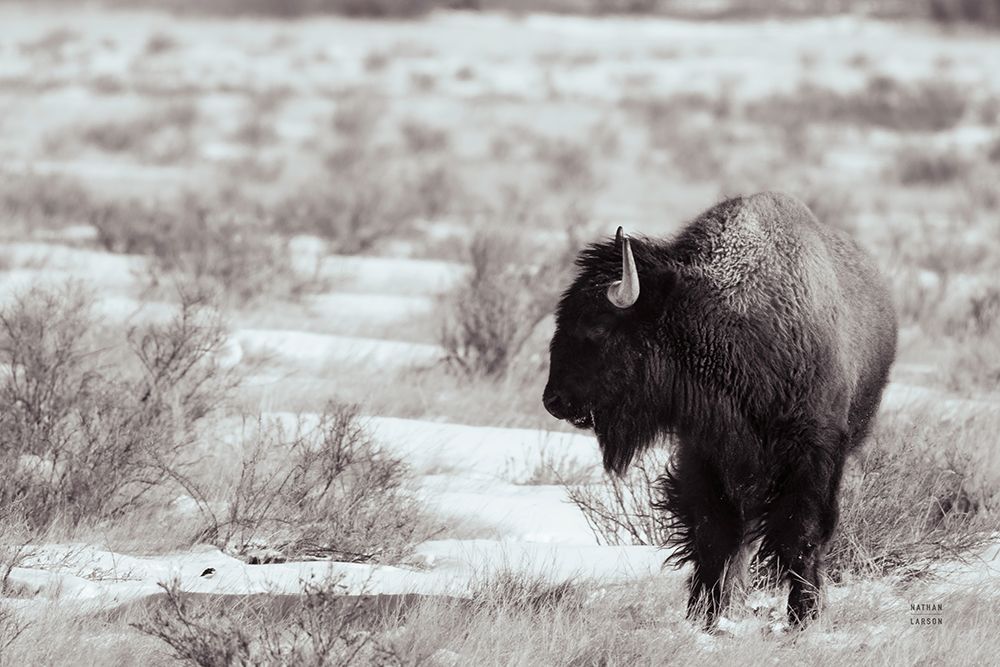 Lookout BW art print by Nathan Larson for $57.95 CAD