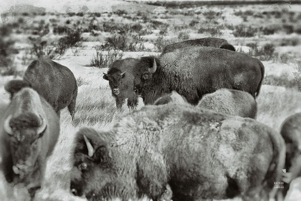 Open Range I art print by Nathan Larson for $57.95 CAD