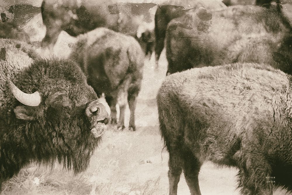 Open Range II art print by Nathan Larson for $57.95 CAD