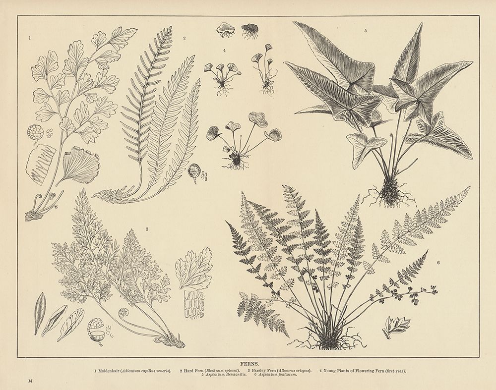 Fern Chart art print by Wild Apple Portfolio for $57.95 CAD