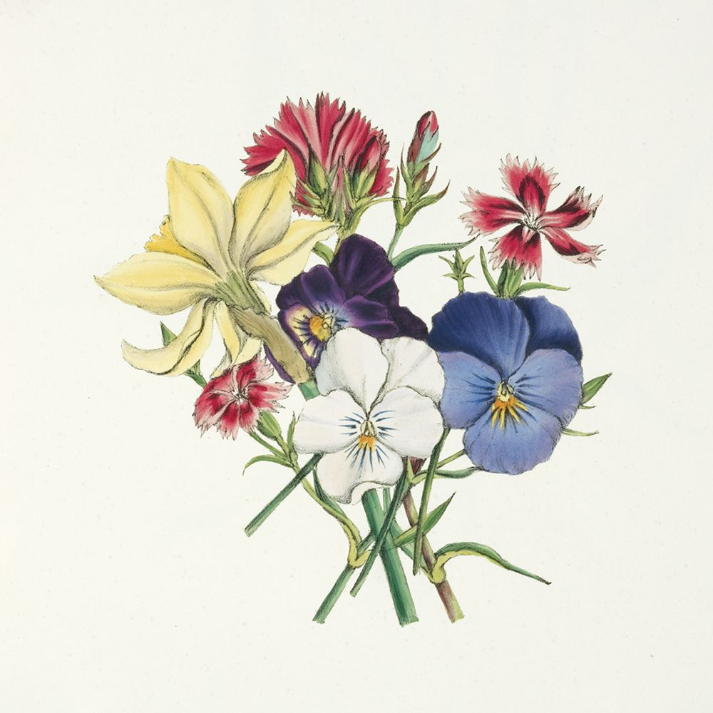 Pansy Party II art print by Wild Apple Portfolio for $57.95 CAD