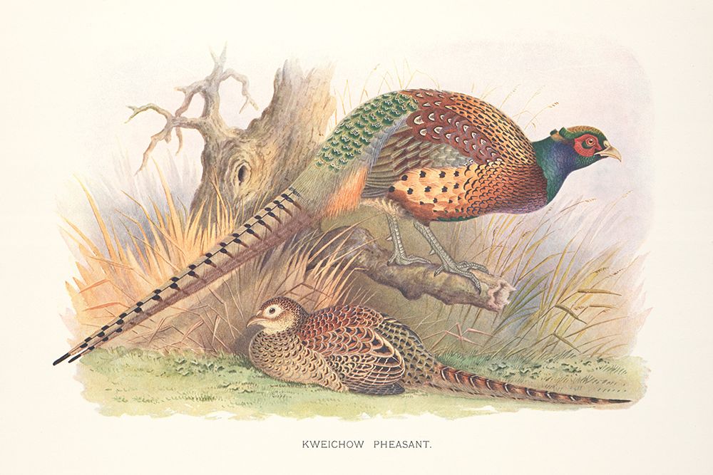 Autumn Pheasant art print by Wild Apple Portfolio for $57.95 CAD