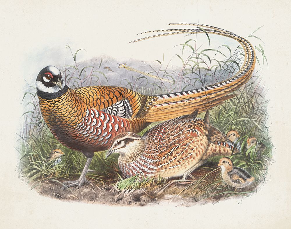 Pheasant Family art print by Wild Apple Portfolio for $57.95 CAD