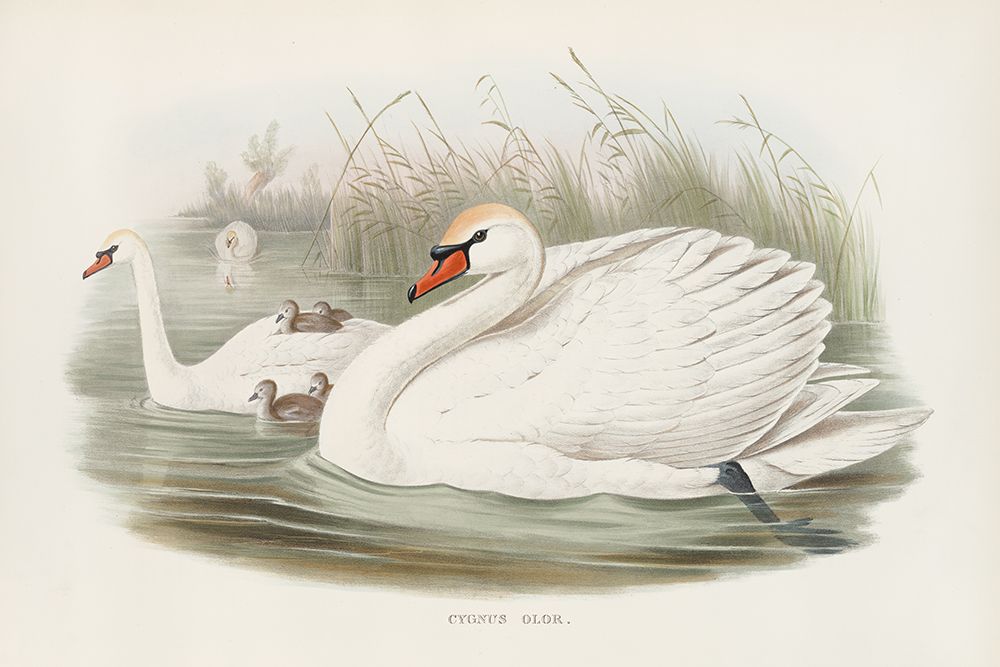 Swan Lake art print by Wild Apple Portfolio for $57.95 CAD