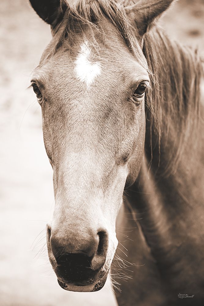 Moke Lake Horses I Sepia art print by Laura Marshall for $57.95 CAD