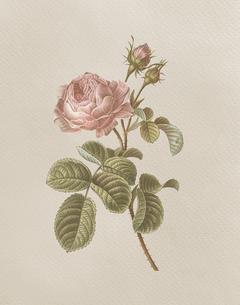 French Market Floral I art print by Wild Apple Portfolio for $57.95 CAD