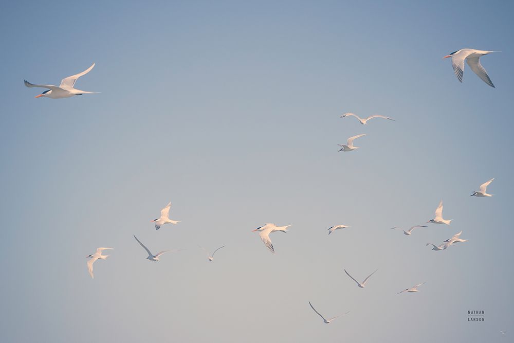Georgia Seagulls I art print by Nathan Larson for $57.95 CAD