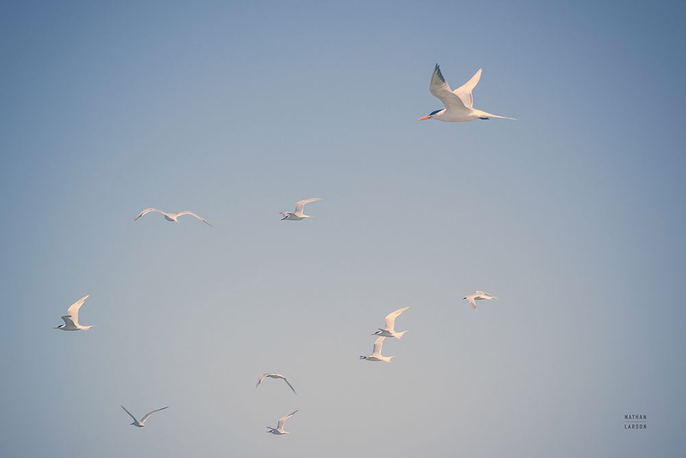Georgia Seagulls II art print by Nathan Larson for $57.95 CAD
