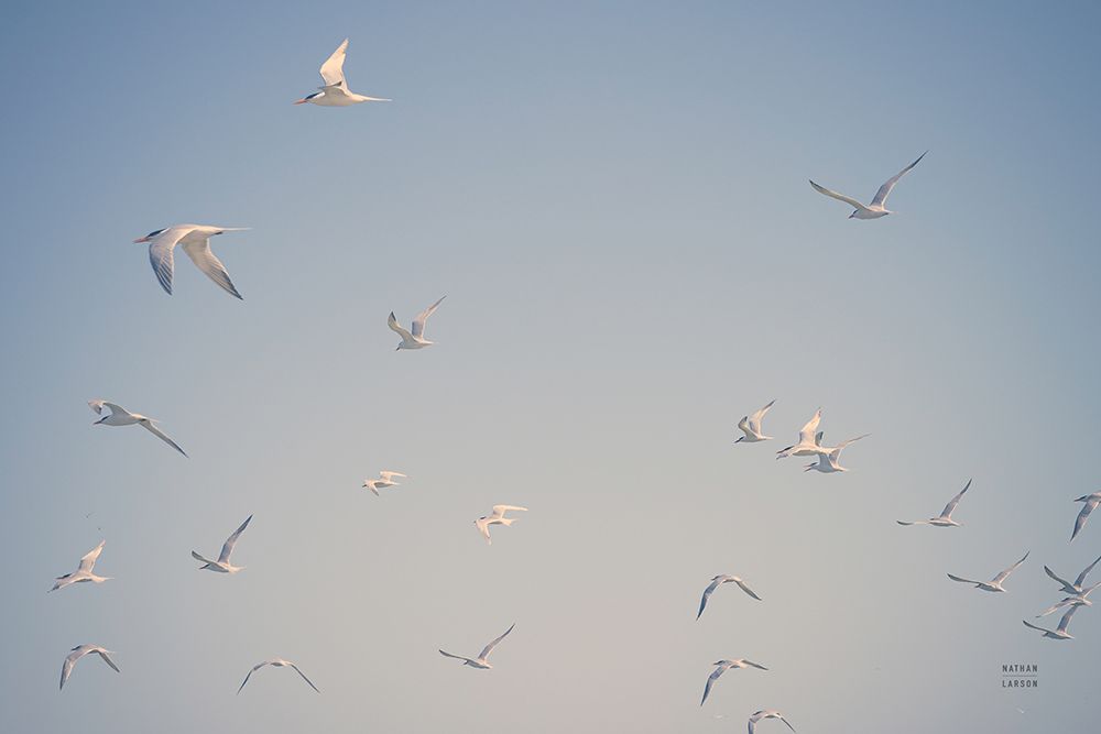 Georgia Seagulls III art print by Nathan Larson for $57.95 CAD