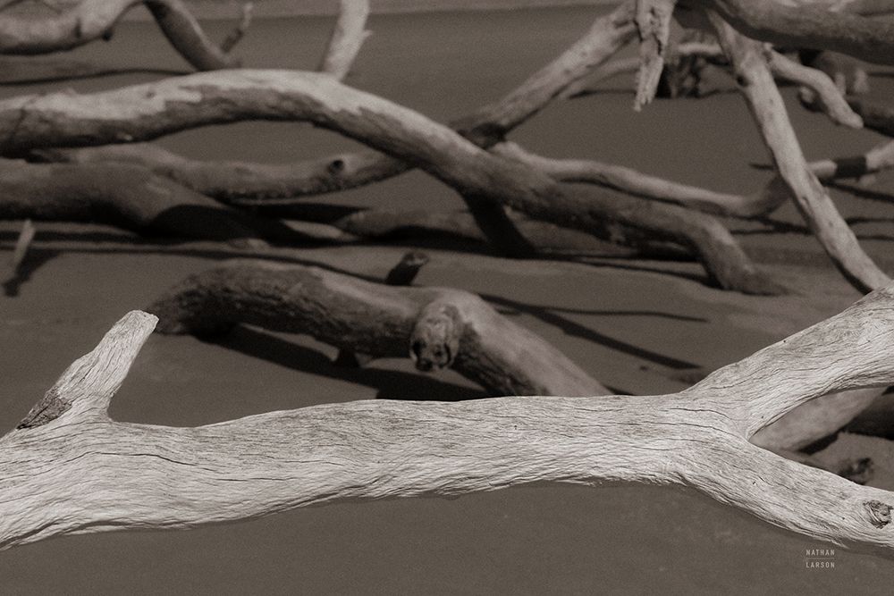 Georgia Driftwood II art print by Nathan Larson for $57.95 CAD