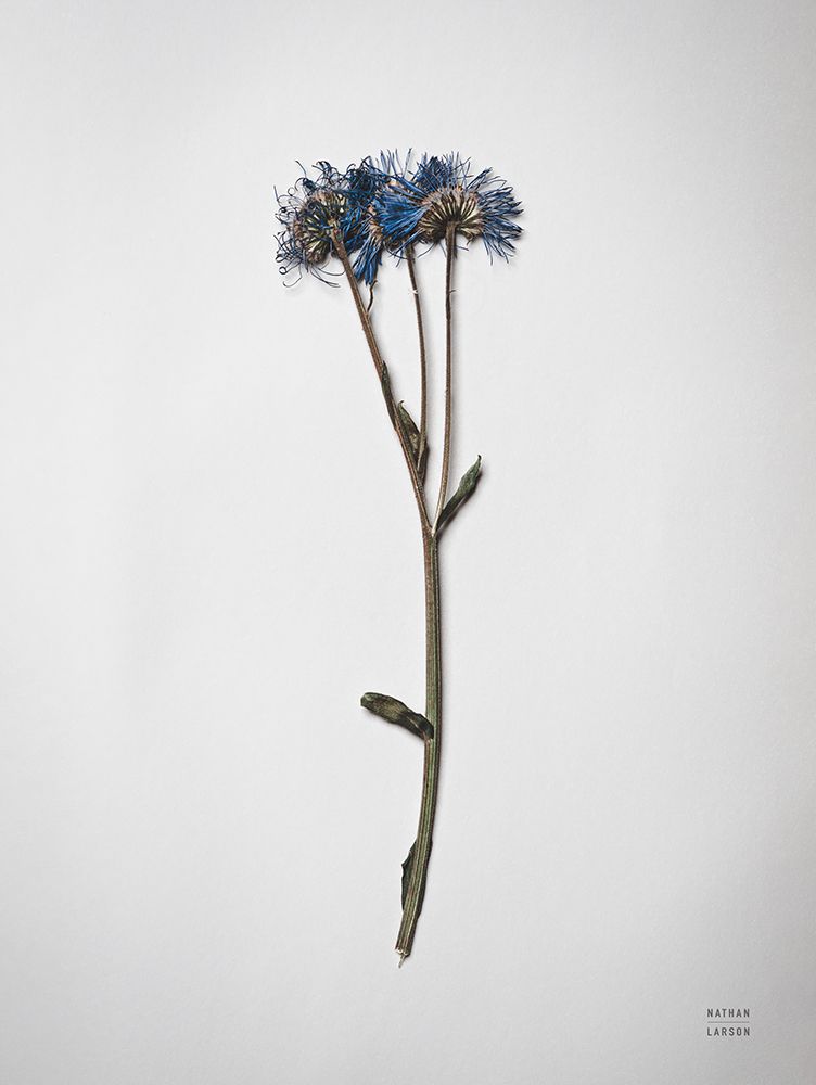 Dried Floral Still Life I art print by Nathan Larson for $57.95 CAD
