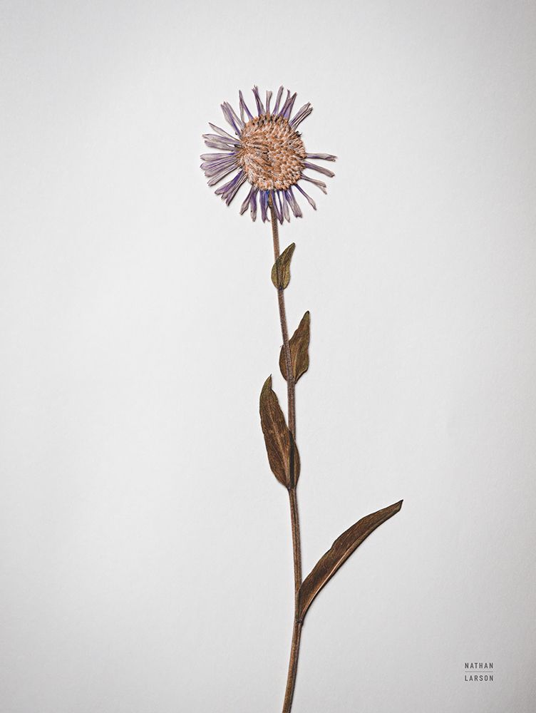 Dried Floral Still Life II art print by Nathan Larson for $57.95 CAD