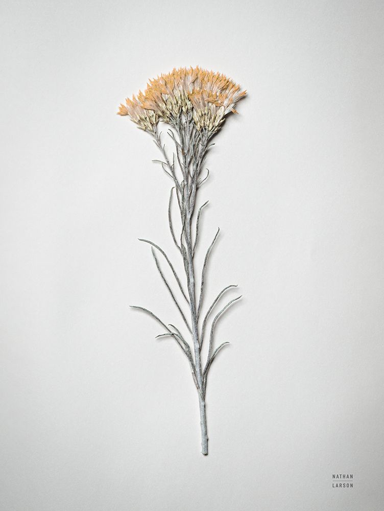Dried Floral Still Life III art print by Nathan Larson for $57.95 CAD