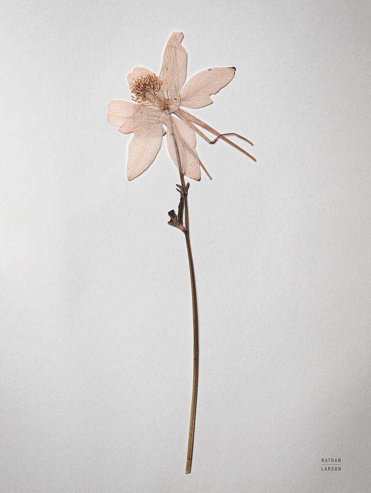 Dried Floral Still Life IV art print by Nathan Larson for $57.95 CAD
