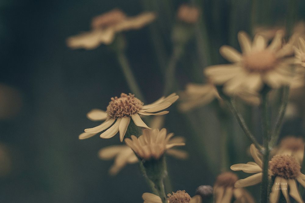 Wild Blooms I art print by Nathan Larson for $57.95 CAD