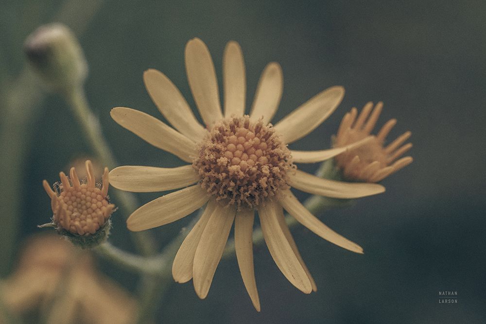 Wild Blooms II art print by Nathan Larson for $57.95 CAD