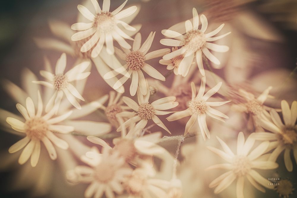 Wild Blooms III art print by Nathan Larson for $57.95 CAD