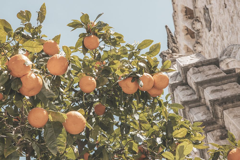 Spanish Islands Oranges art print by Nathan Larson for $57.95 CAD