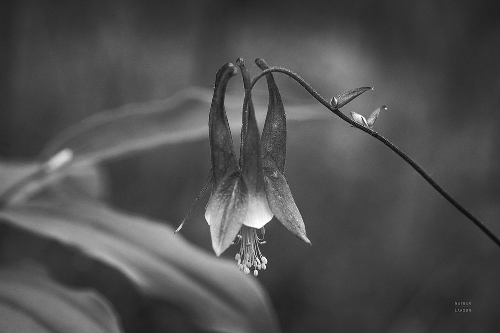 Indiana Dunes Flora I art print by Nathan Larson for $57.95 CAD