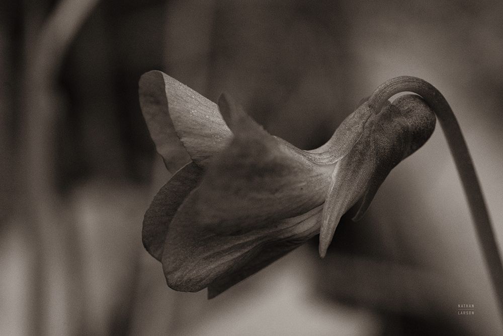 Indiana Dunes Flora II art print by Nathan Larson for $57.95 CAD