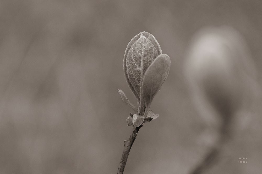 Indiana Dunes Flora III art print by Nathan Larson for $57.95 CAD