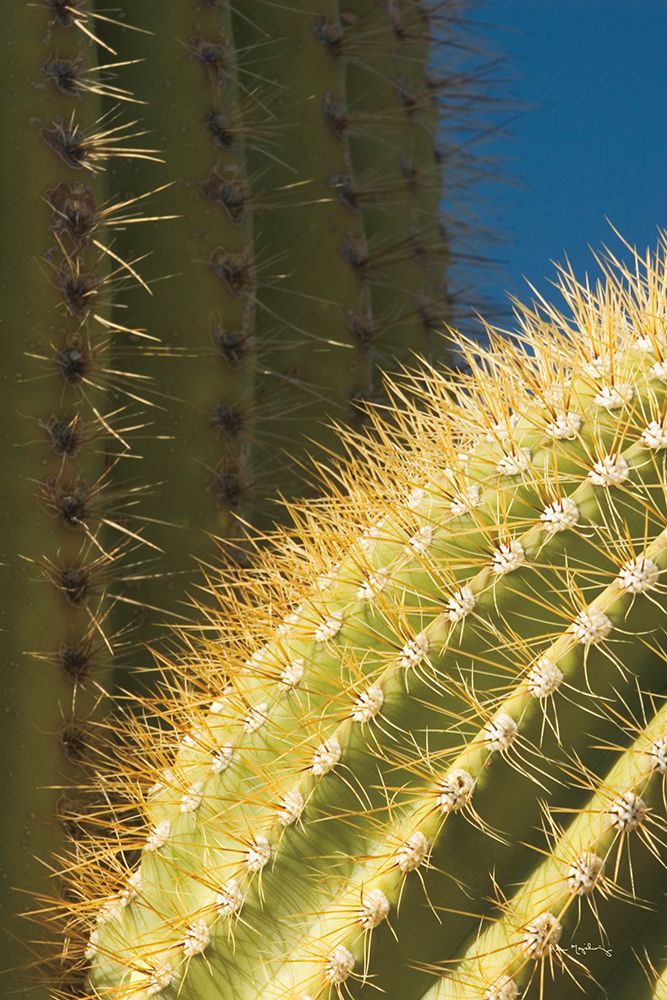 Saguaro Detail art print by Alan Majchrowicz for $57.95 CAD