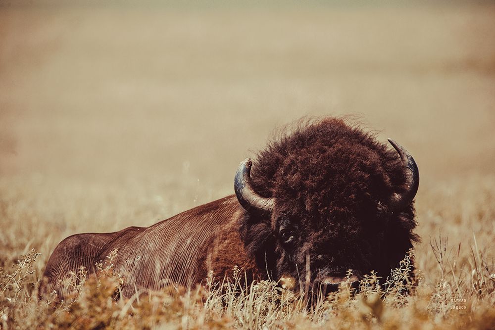 Tall Grass Bison II art print by Nathan Larson for $57.95 CAD