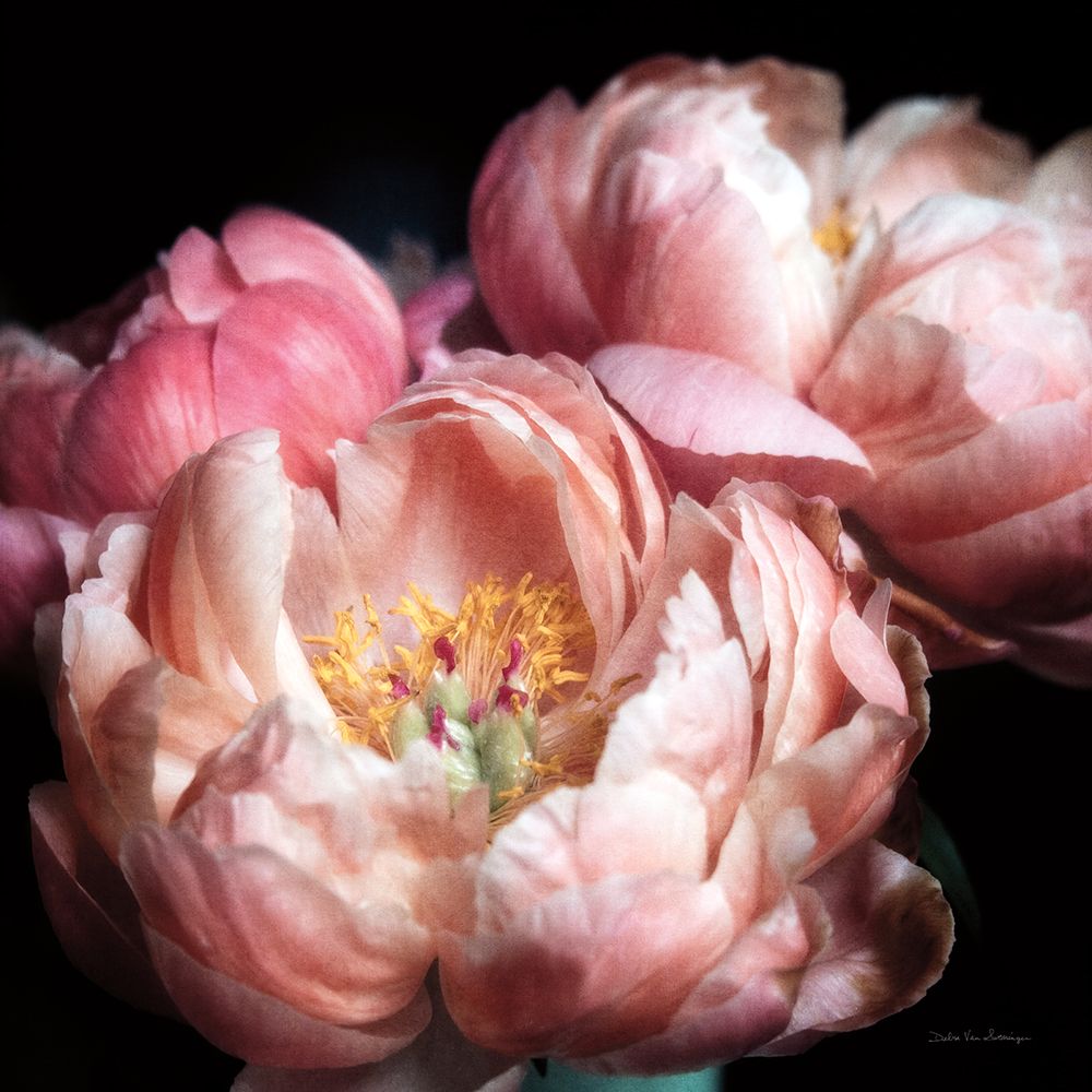 Coral Peonies II art print by Debra Van Swearingen for $57.95 CAD