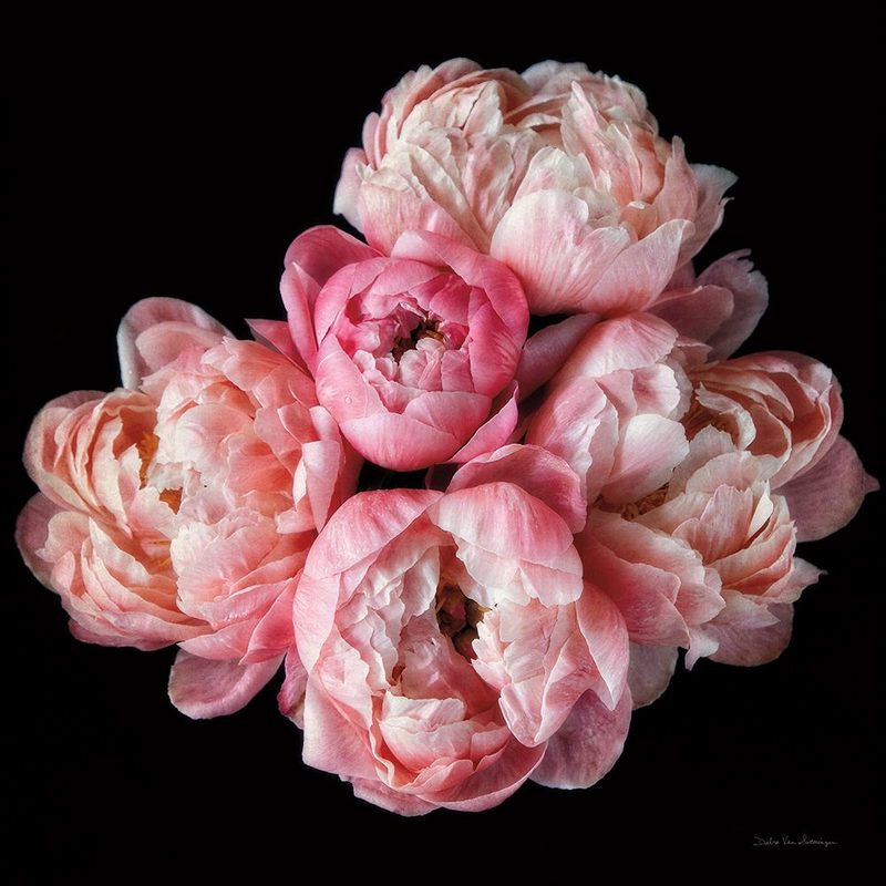 Coral Peonies III art print by Debra Van Swearingen for $57.95 CAD