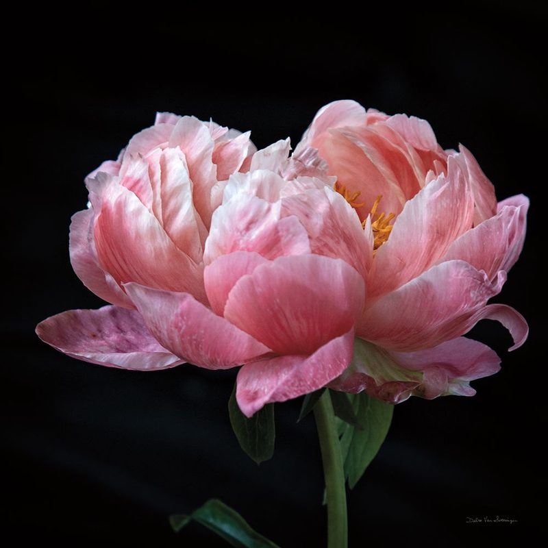 Coral Peonies IV art print by Debra Van Swearingen for $57.95 CAD