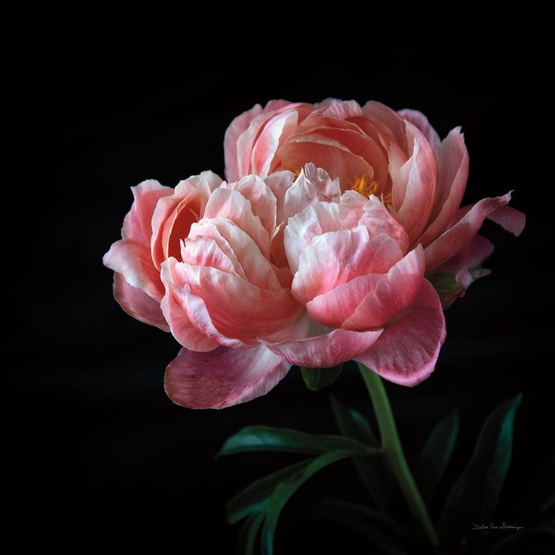 Coral Peonies V art print by Debra Van Swearingen for $57.95 CAD