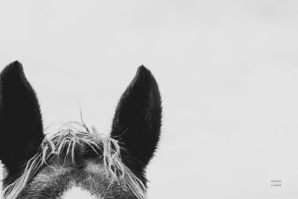 Horse Study I art print by Nathan Larson for $57.95 CAD