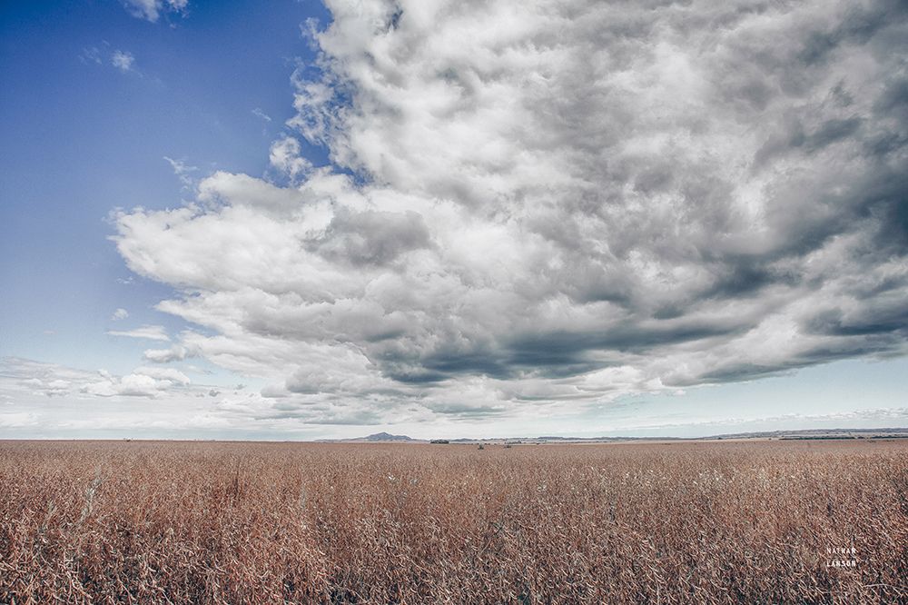 Soy Fields art print by Nathan Larson for $57.95 CAD