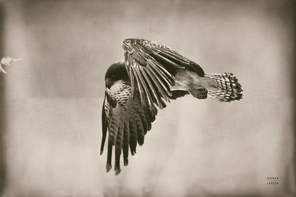 Landing Home art print by Nathan Larson for $57.95 CAD