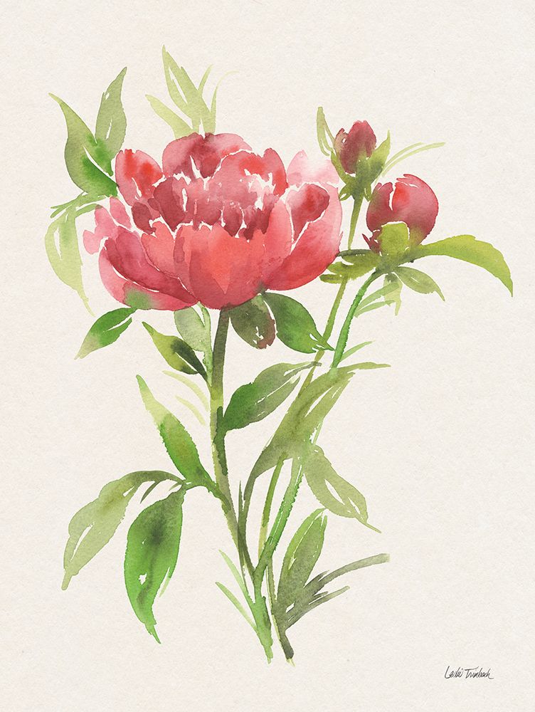 Peony I art print by Leslie Trimbach for $57.95 CAD