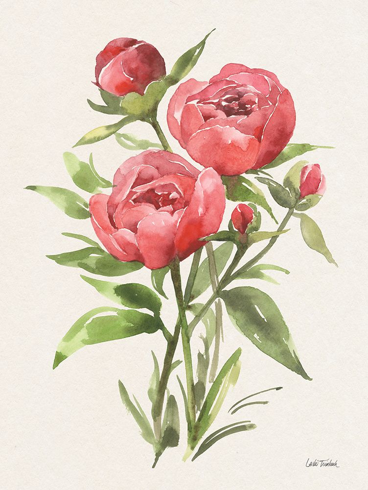 Peony II art print by Leslie Trimbach for $57.95 CAD