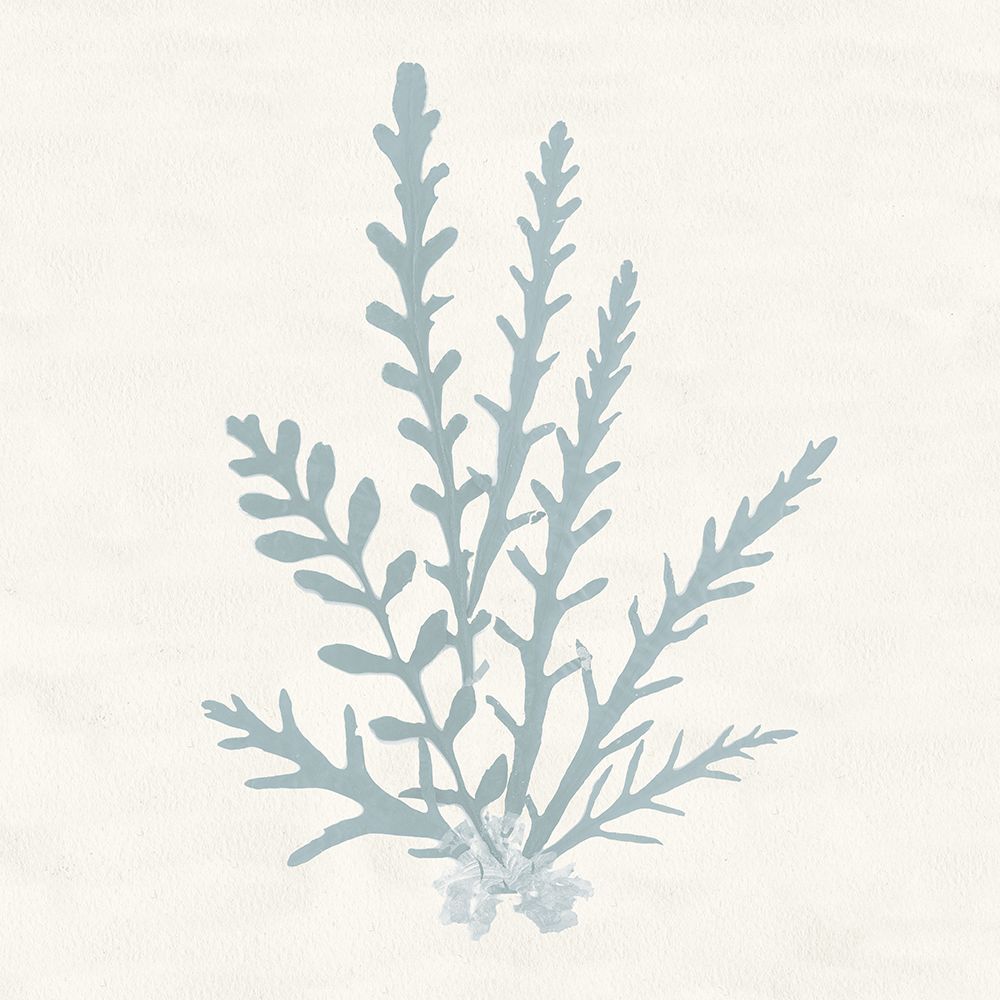 Pacific Sea Mosses III Blue art print by Wild Apple Portfolio for $57.95 CAD