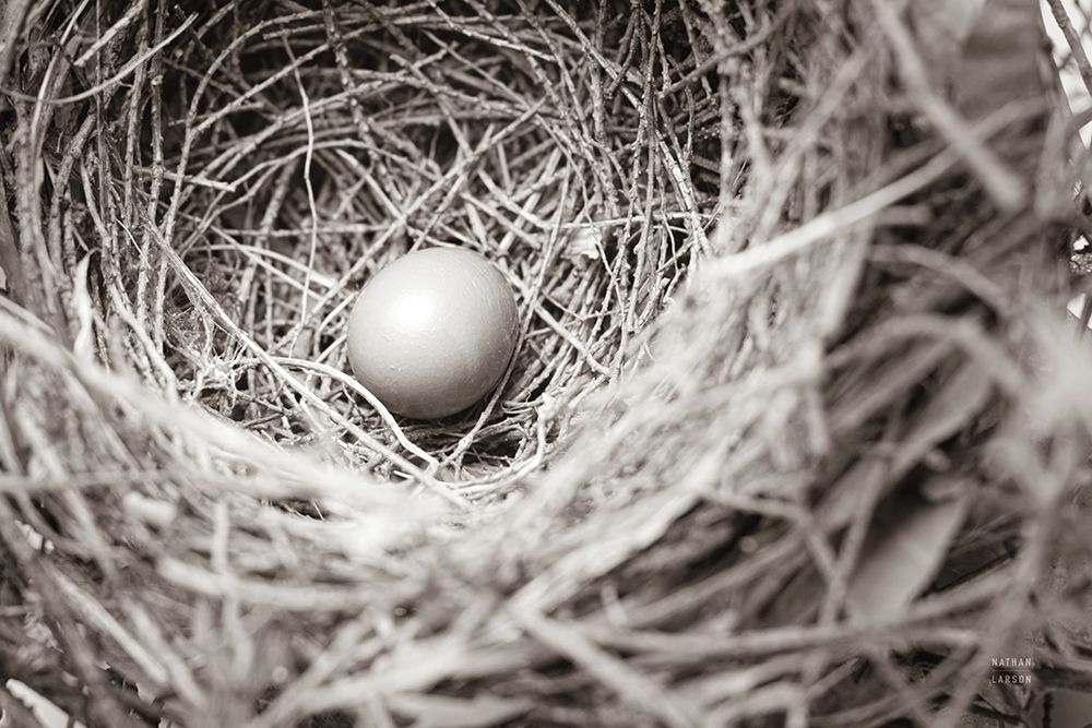 Nesting art print by Nathan Larson for $57.95 CAD